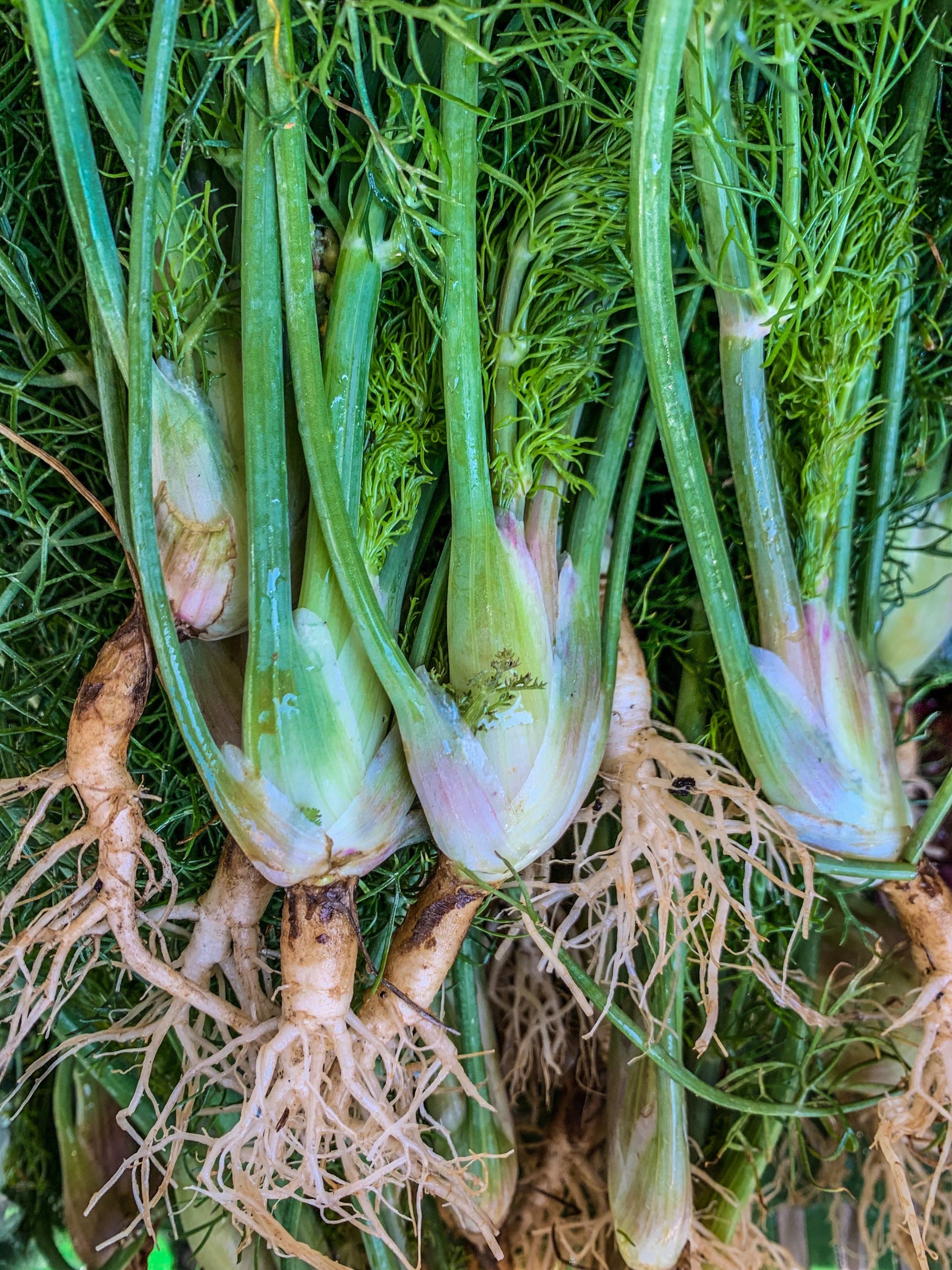 IMG_5884 Fenchel vom Gemüsehof Laubscher Gerolfingen