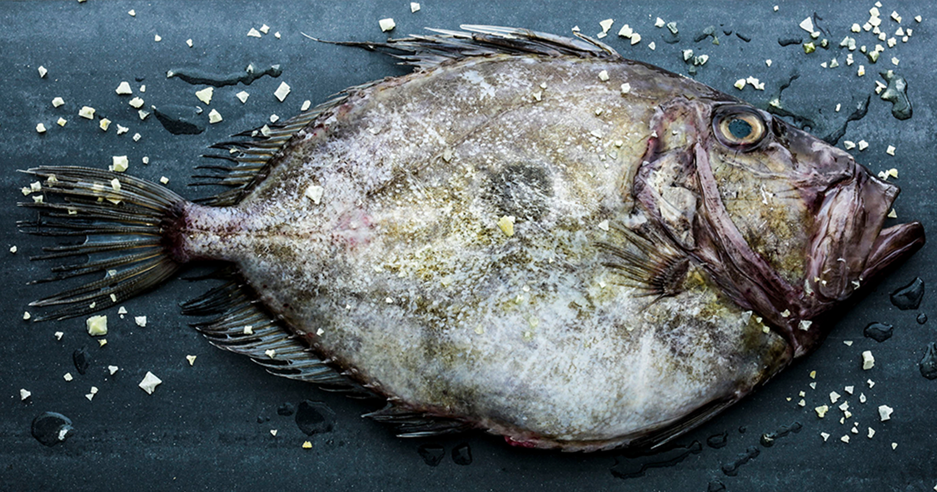 Fish_banner Bretonischer St. Pierre | Petit Bâteau